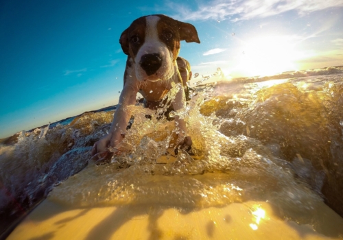 Cómo pasar mejor el calor con los perros de casa