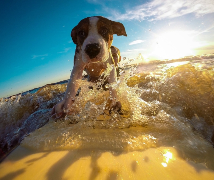 Cómo pasar mejor el calor con los perros de casa