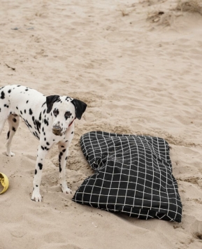 ¿Perros en la playa? 🏖️ Esto es todo lo que debes tener en cuenta antes de vuestras vacaciones