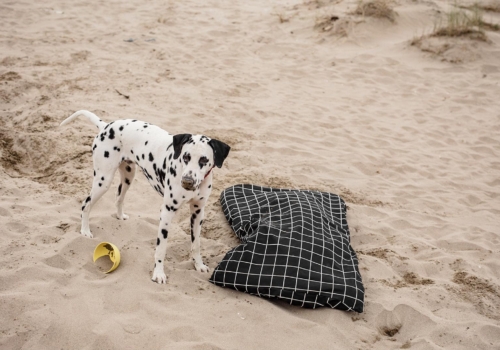 ¿Perros en la playa? 🏖️ Esto es todo lo que debes tener en cuenta antes de vuestras vacaciones