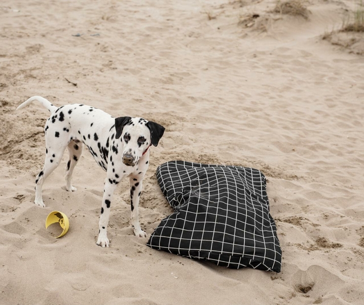 ¿Perros en la playa? 🏖️ Esto es todo lo que debes tener en cuenta antes de vuestras vacaciones