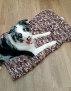 ¿Sabes cómo proteger a tu perro de una ola de calor?