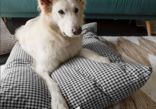 6 recomendaciones para cuidar de tu perro en invierno