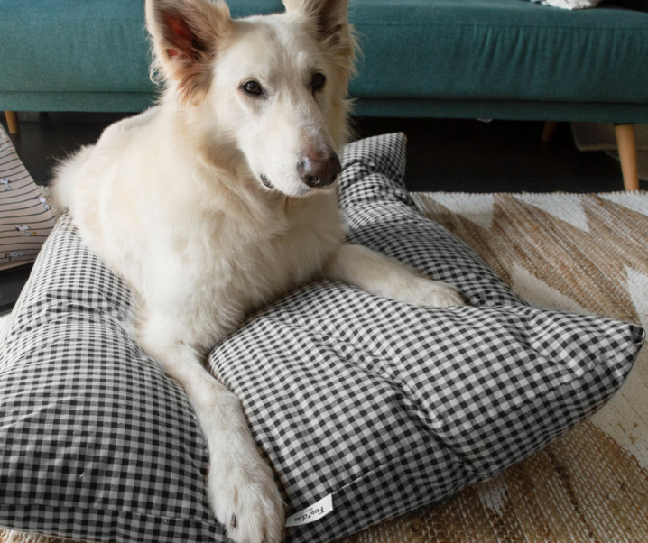 6 recomendaciones para cuidar de tu perro en invierno