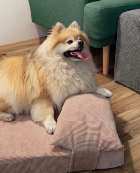 Descubre la comodidad inigualable de la cama de pana con almohada para tu amigo peludo
