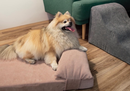 Descubre la comodidad inigualable de la cama de pana con almohada para tu amigo peludo