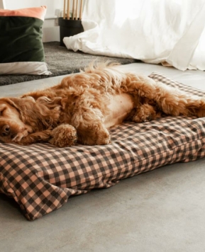 La cama de verano para perros definitiva