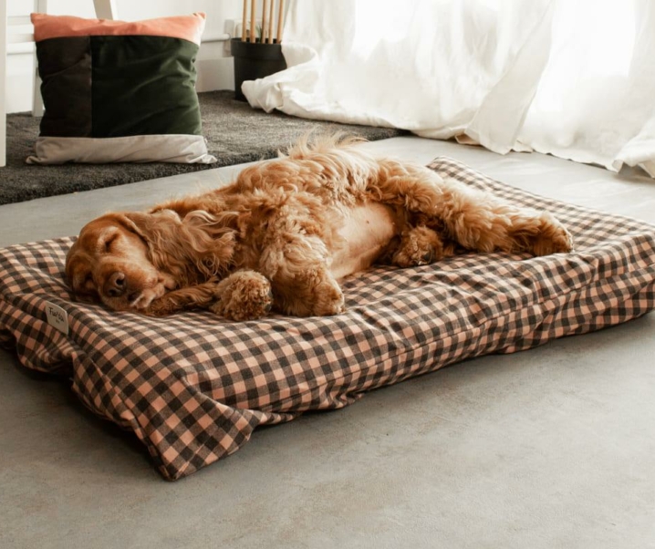 La cama de verano para perros definitiva