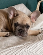 Los juguetes ecológicos de Oli&Carol llegan a Fundas BCN