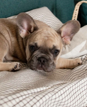 Las mejores camas de diseño para tu amigo peludo