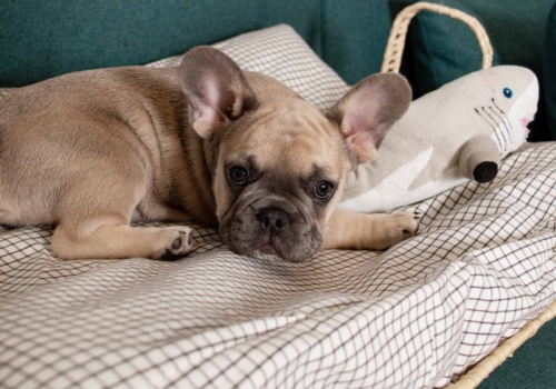 Las mejores camas de diseño para tu amigo peludo