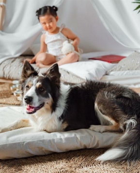 Encuentra las camas para mascotas que combinan con tu hogar a la perfección