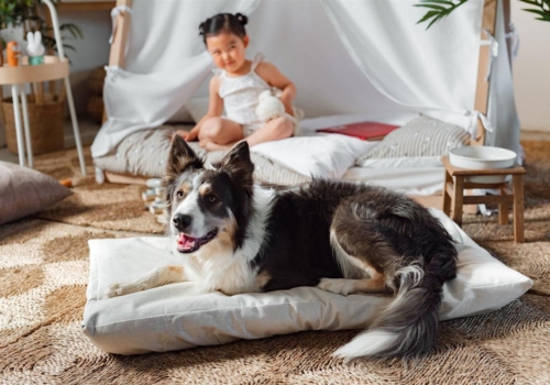 Encuentra las camas para mascotas que combinan con tu hogar a la perfección