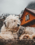 Cómo elegir el saco de invierno para el cochecito