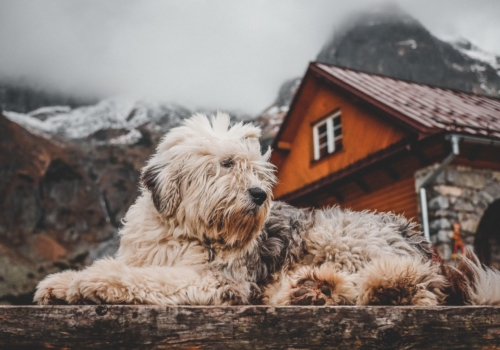 5 destinos para celebrar la Navidad con tu perro 🎄