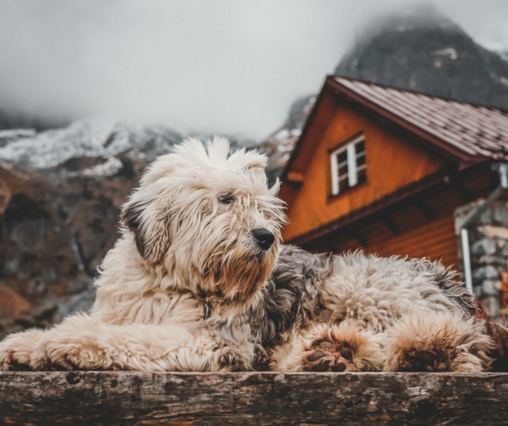 5 destinos para celebrar la Navidad con tu perro 🎄