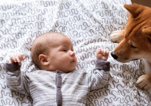 Cómo preparar a tu mascota para la llegada de tu bebé
