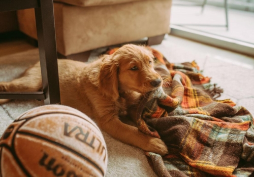 Alerta #Dogparent: Descubre cómo saber si tu perro tiene frío