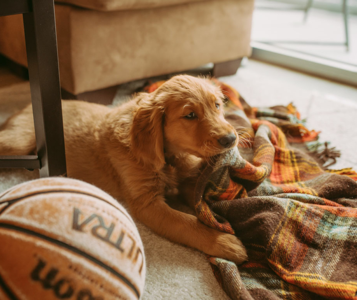 Alerta #Dogparent: Descubre cómo saber si tu perro tiene frío