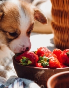 Nueva funda de Silla de coche 3D Freshlayer