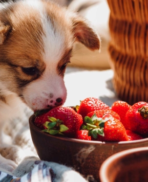 Dieta BARF para perros casera: Tips y consejos para preparar recetas saludables