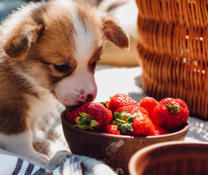 Dieta BARF para perros casera: Tips y consejos para preparar recetas saludables