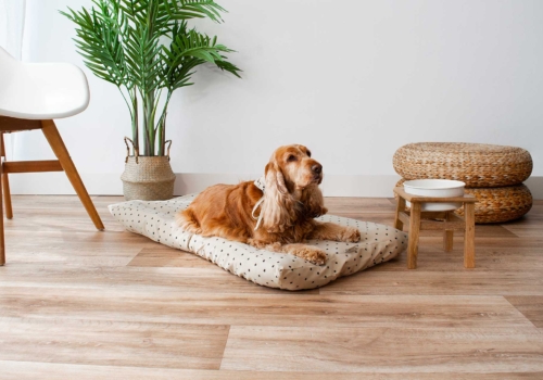 ¿Cómo retirar fácilmente los pelos de perro de su cama?