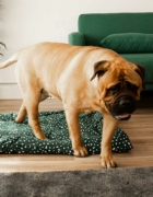 Planes para celebrar Carnaval con tu peque