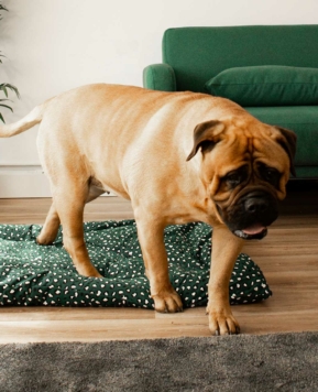 Fundas premium para los amantes de la moda y las mascotas