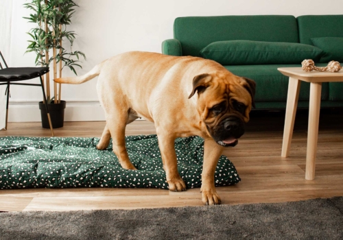 Fundas premium para los amantes de la moda y las mascotas