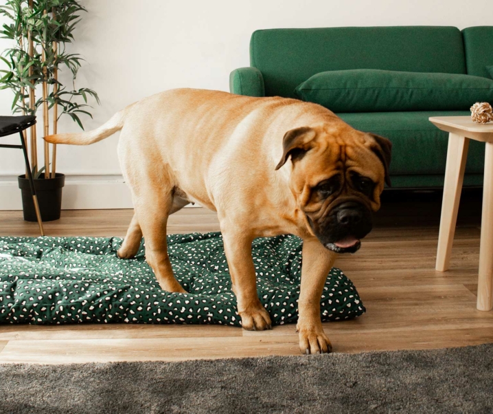 Fundas premium para los amantes de la moda y las mascotas