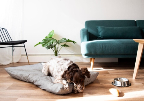 7 consejos a la hora de escoger la cama para tu perro