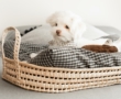 Las últimas tendencias en diseños para la cama de tu perro