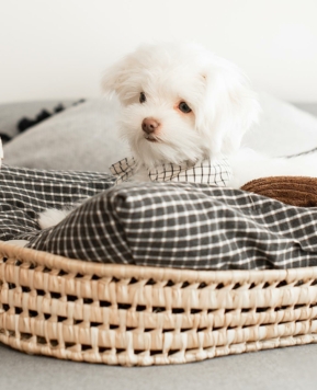 5 tips para elegir tu cama para perros toy