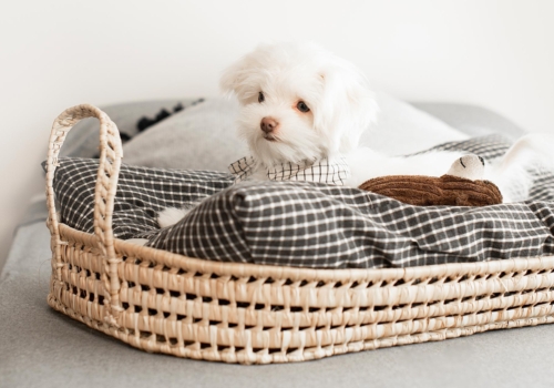 5 tips para elegir tu cama para perros toy