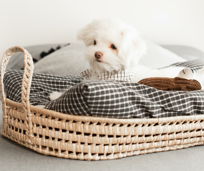 5 tips para elegir tu cama para perros toy