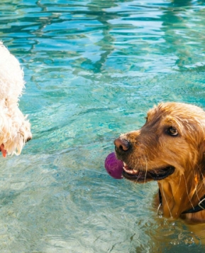 ¿Tu perro tiene calor? 10 tips para que pase un verano de lo más fresquito ❄️