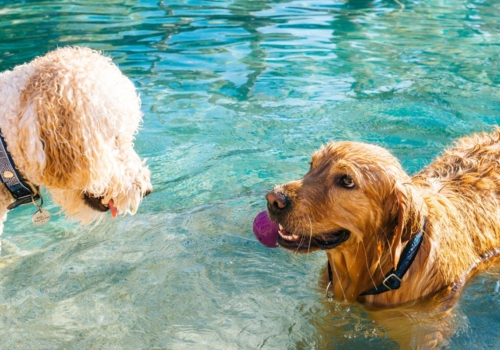 ¿Tu perro tiene calor? 10 tips para que pase un verano de lo más fresquito ❄️