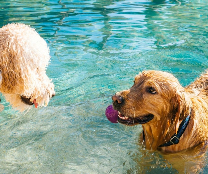 ¿Tu perro tiene calor? 10 tips para que pase un verano de lo más fresquito ❄️