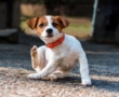 ¿Sabes cómo proteger a tu perro de una ola de calor?