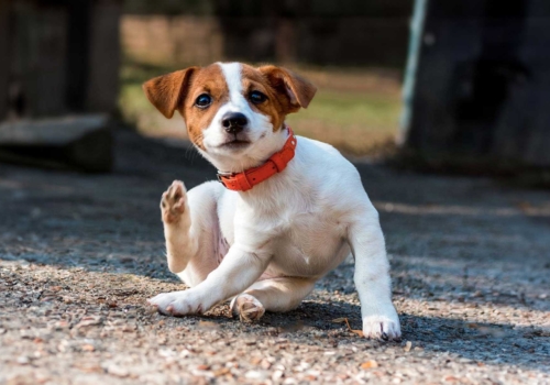 Remedios caseros para quitarle las pulgas a tu perro
