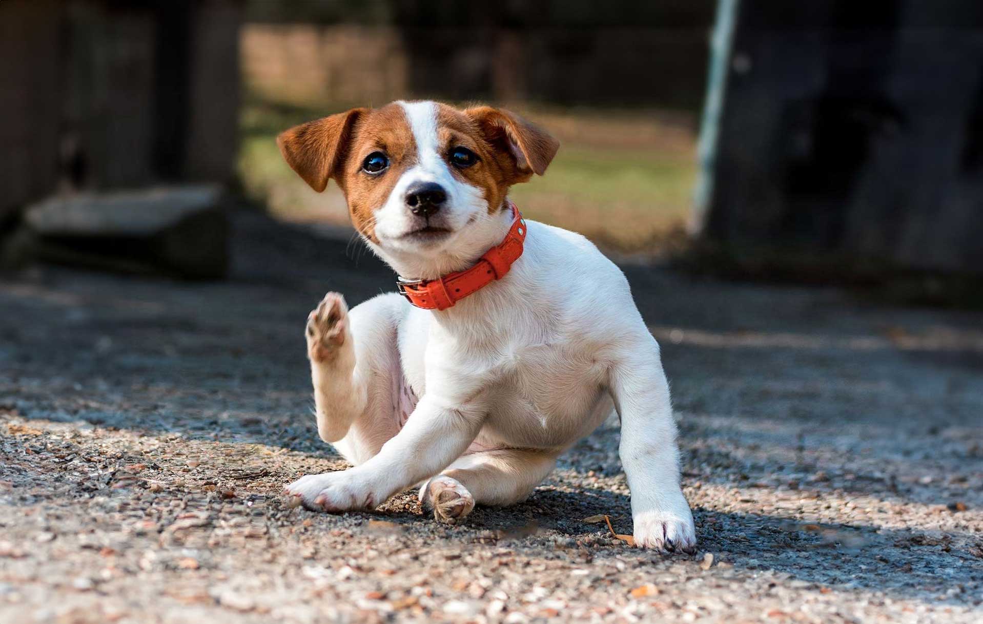 Remedios caseros para quitarle las pulgas a tu perro