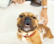 Semana Santa con tu amigo peludo: 5 planes ideales