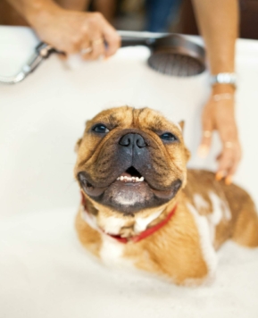 Cómo hacer que la hora del baño sea divertida para tu perro: Guía esencial