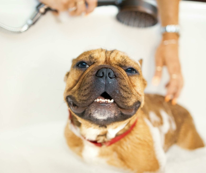 Cómo hacer que la hora del baño sea divertida para tu perro: Guía esencial