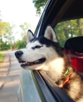 ¿Qué llevar en la maleta de tu perro en vacaciones? 🧳