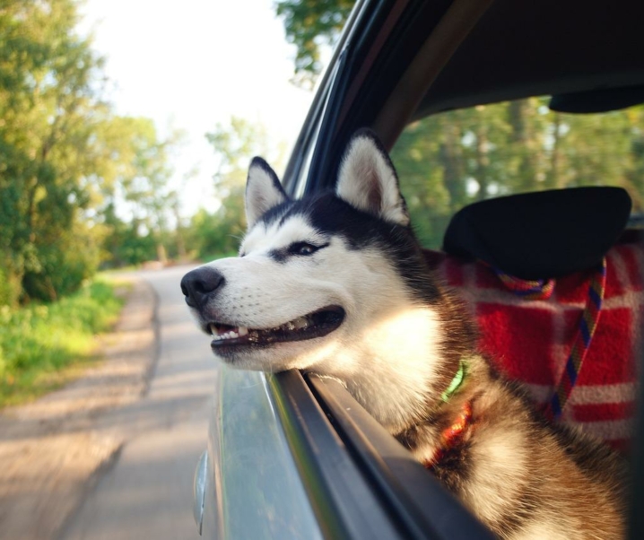 ¿Qué llevar en la maleta de tu perro en vacaciones? 🧳