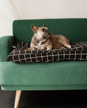 Consejos para que tu perro duerma en su nueva cama