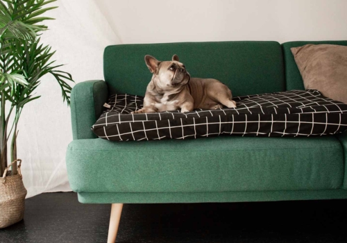 Consejos para que tu perro duerma en su nueva cama