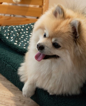 Nueva cama para perro de borreguito